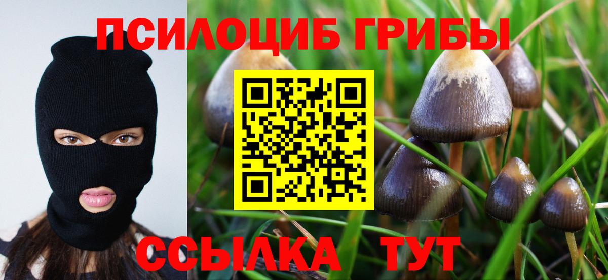 Псилоцибиновые грибы Cubensis Гусь-Хрустальный